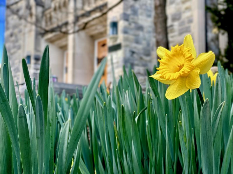 springtime at Virginia Tech